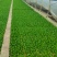 油麦菜苗