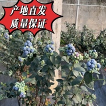 山东蓝莓L25云雀H5博物宝石f6全国发