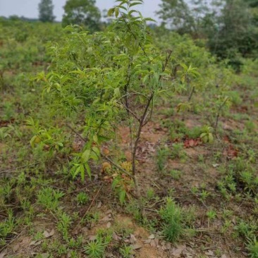 锦绣黄桃