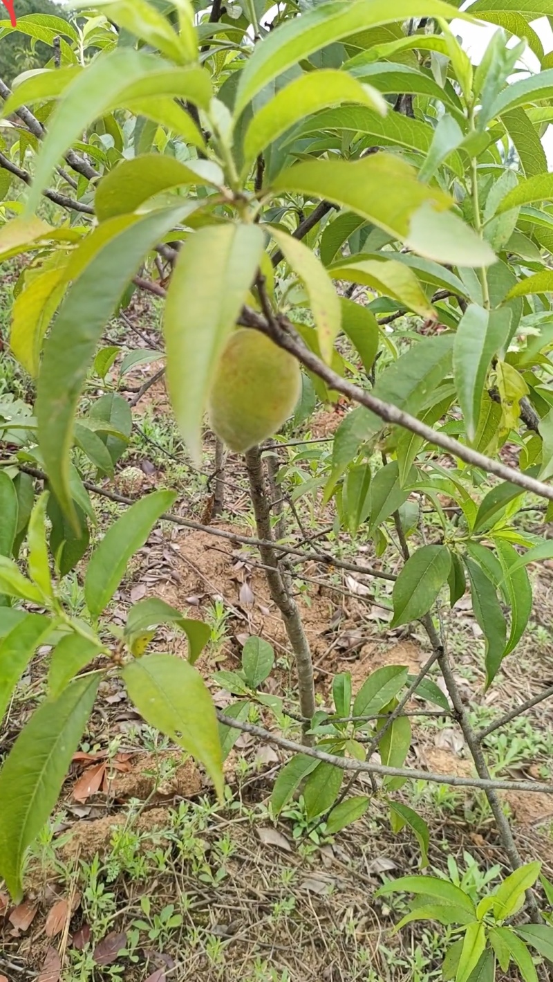 锦绣黄桃