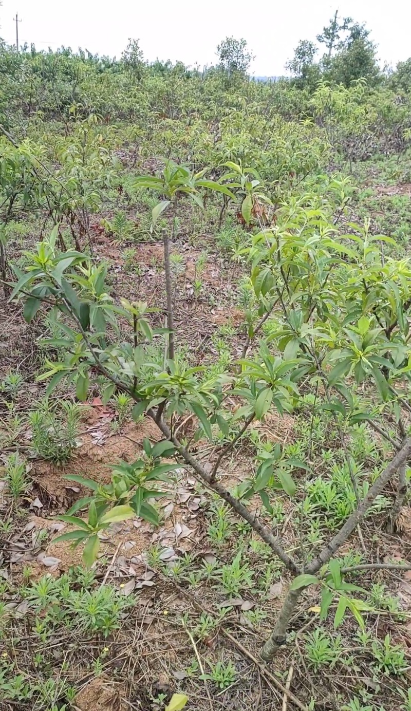 锦绣黄桃