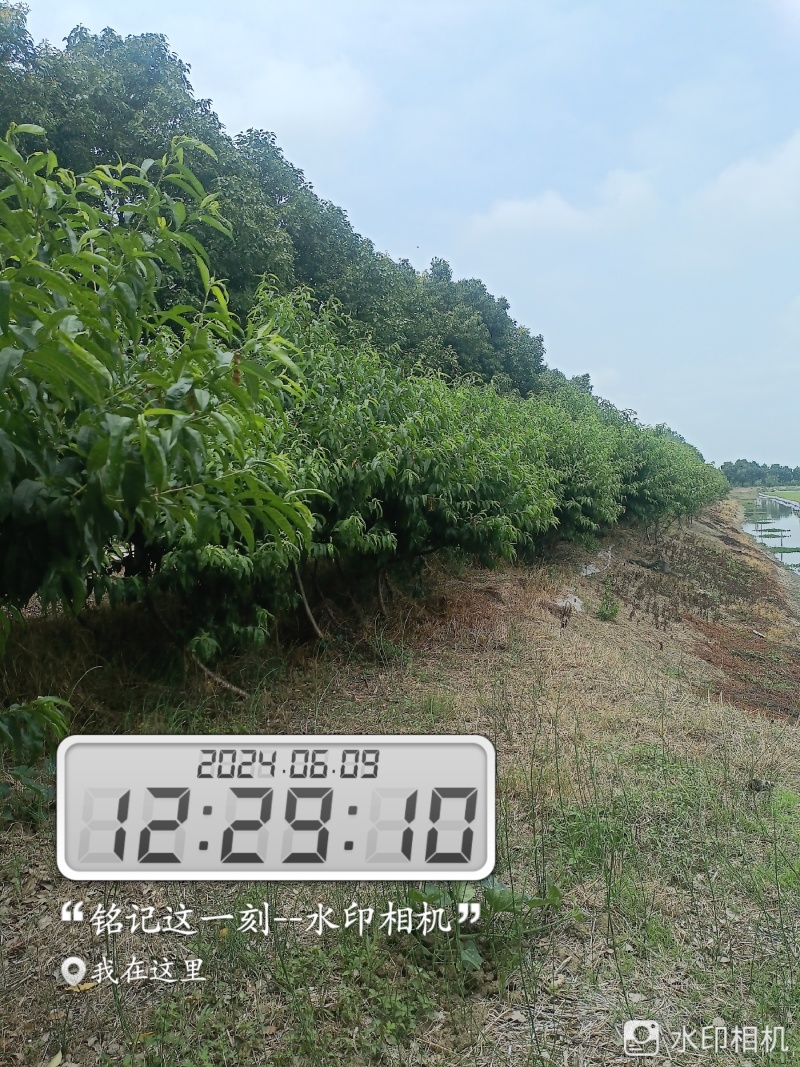 锦绣黄桃