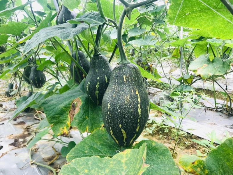 香芋南瓜