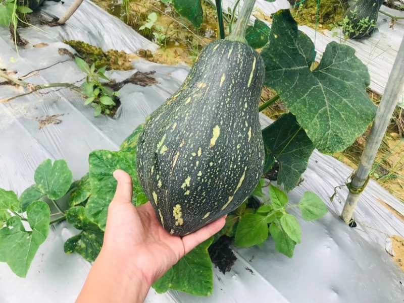 香芋南瓜