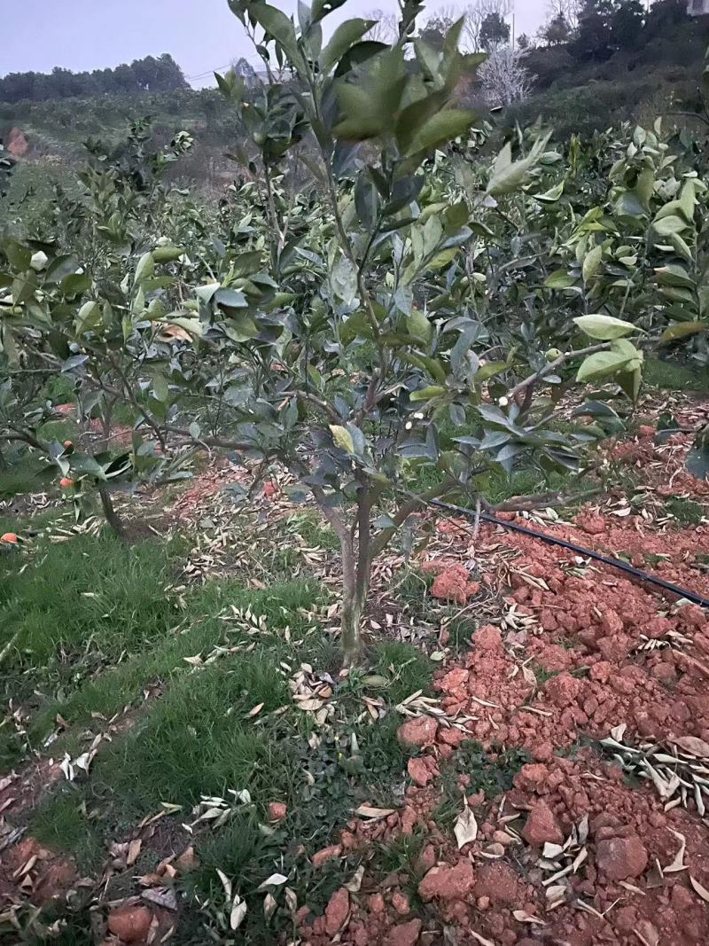 纽荷尔脐橙
