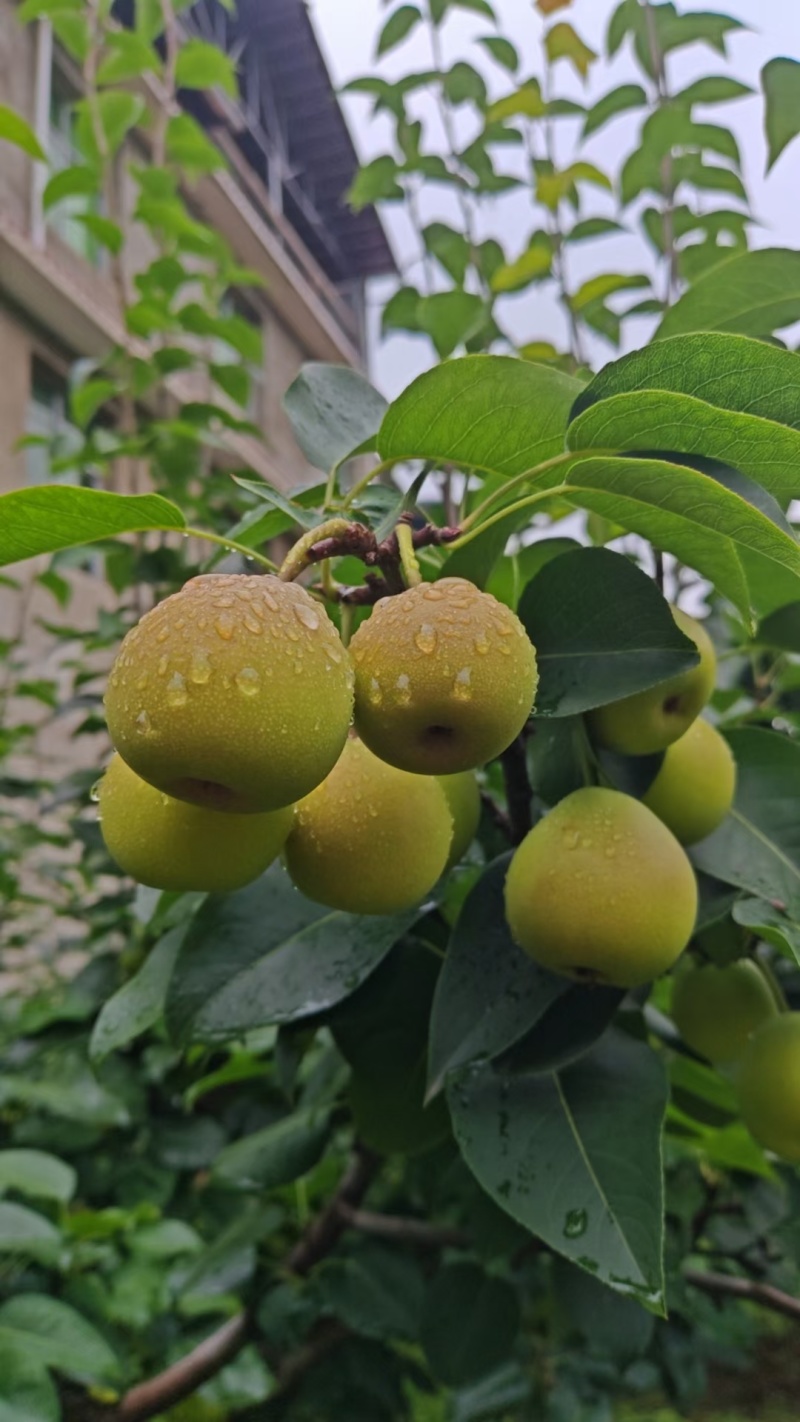 皮薄肉厚汁多的蜂糖梨