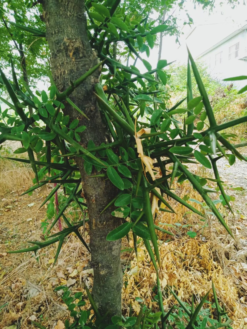10年生皂角树退林还耕优惠处理