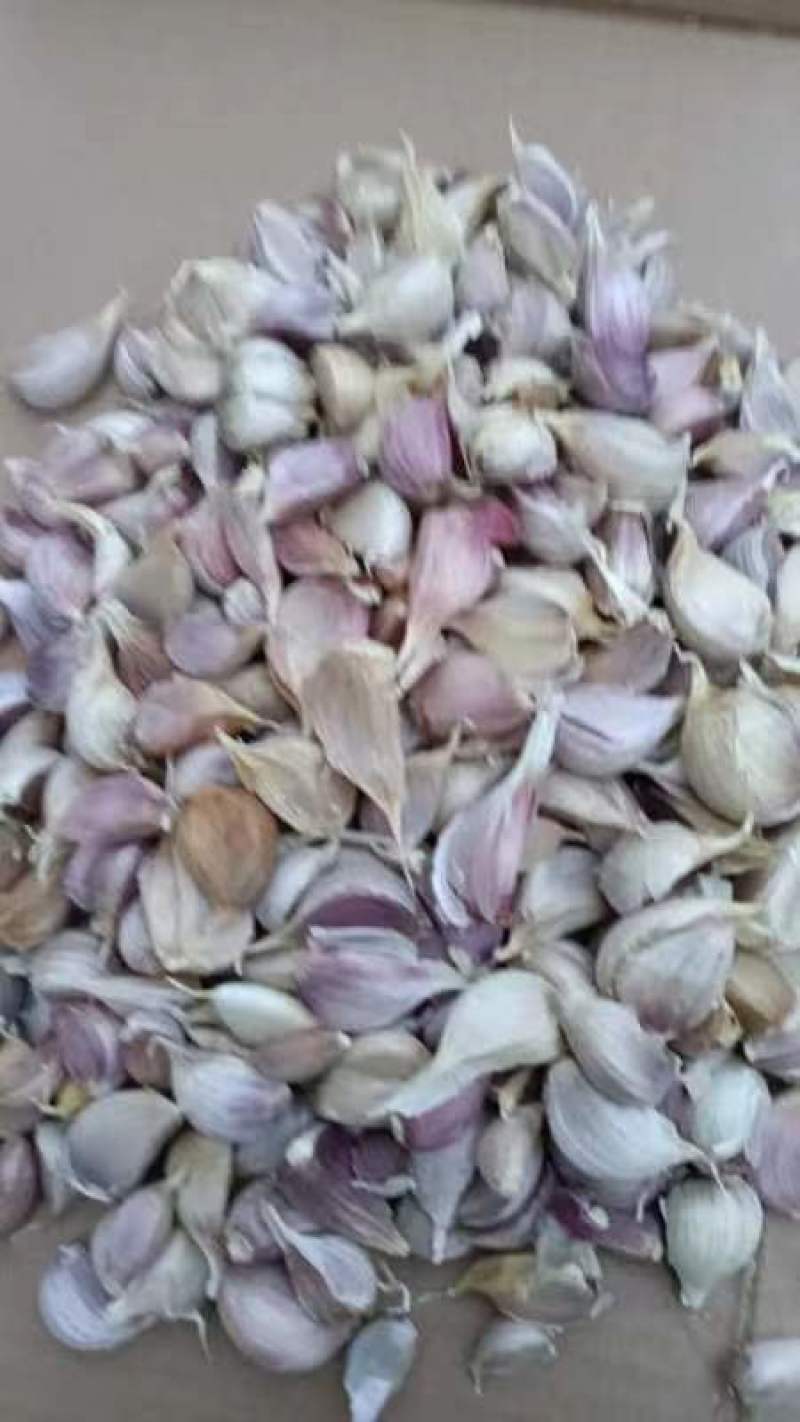 自留大蒜种量大红跟蒜苗蒜种个个饱满一手货源保质保量