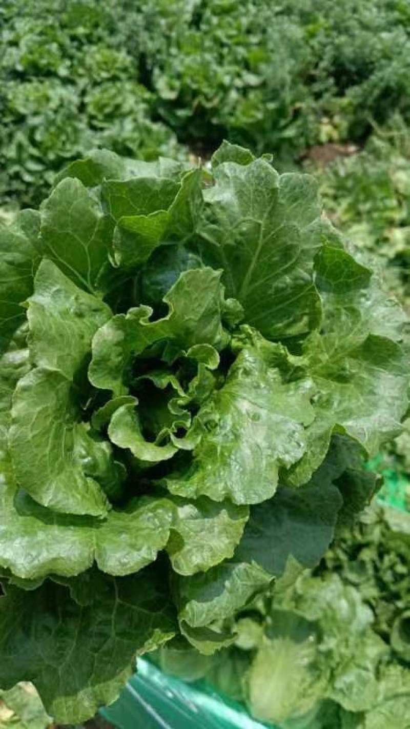 精品意大利生菜生菜