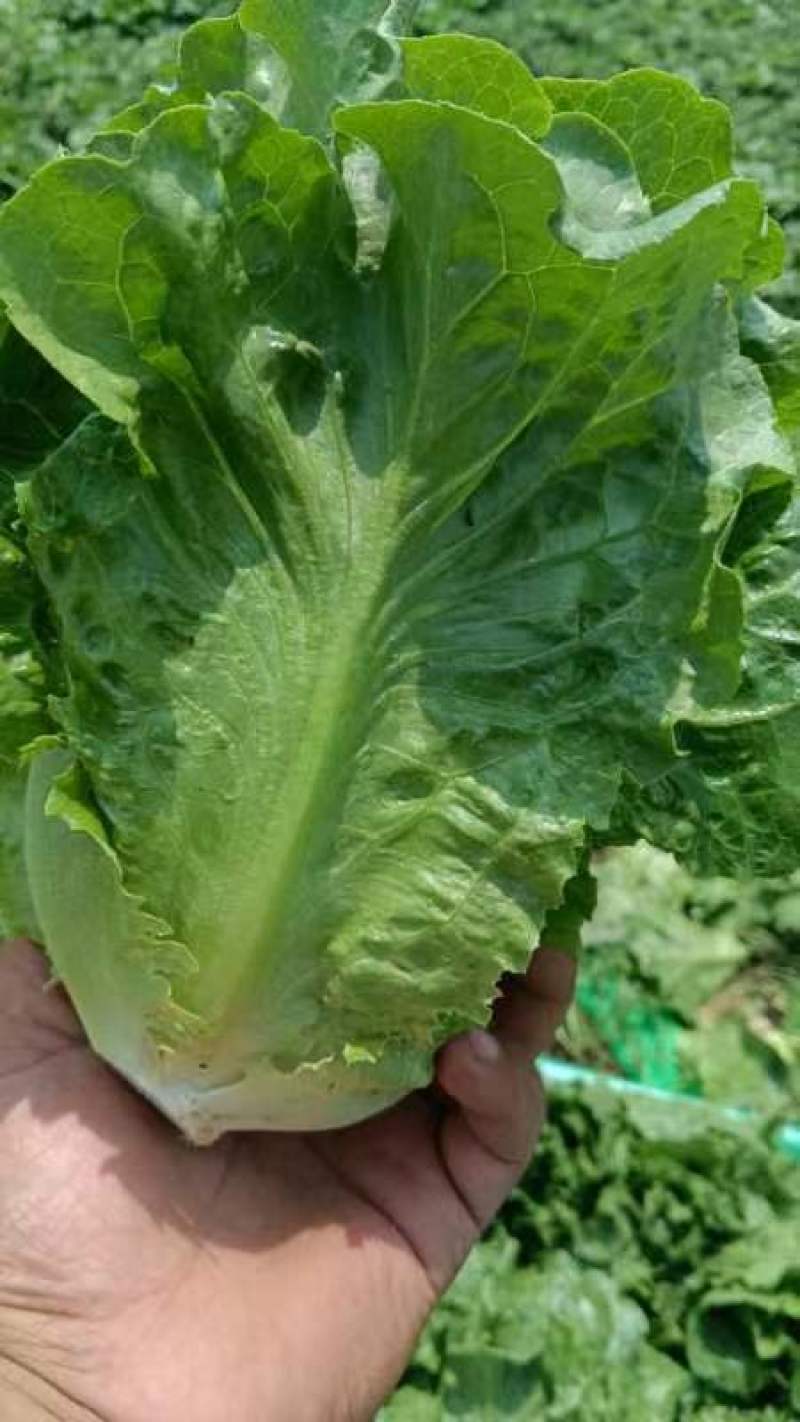 精品意大利生菜生菜
