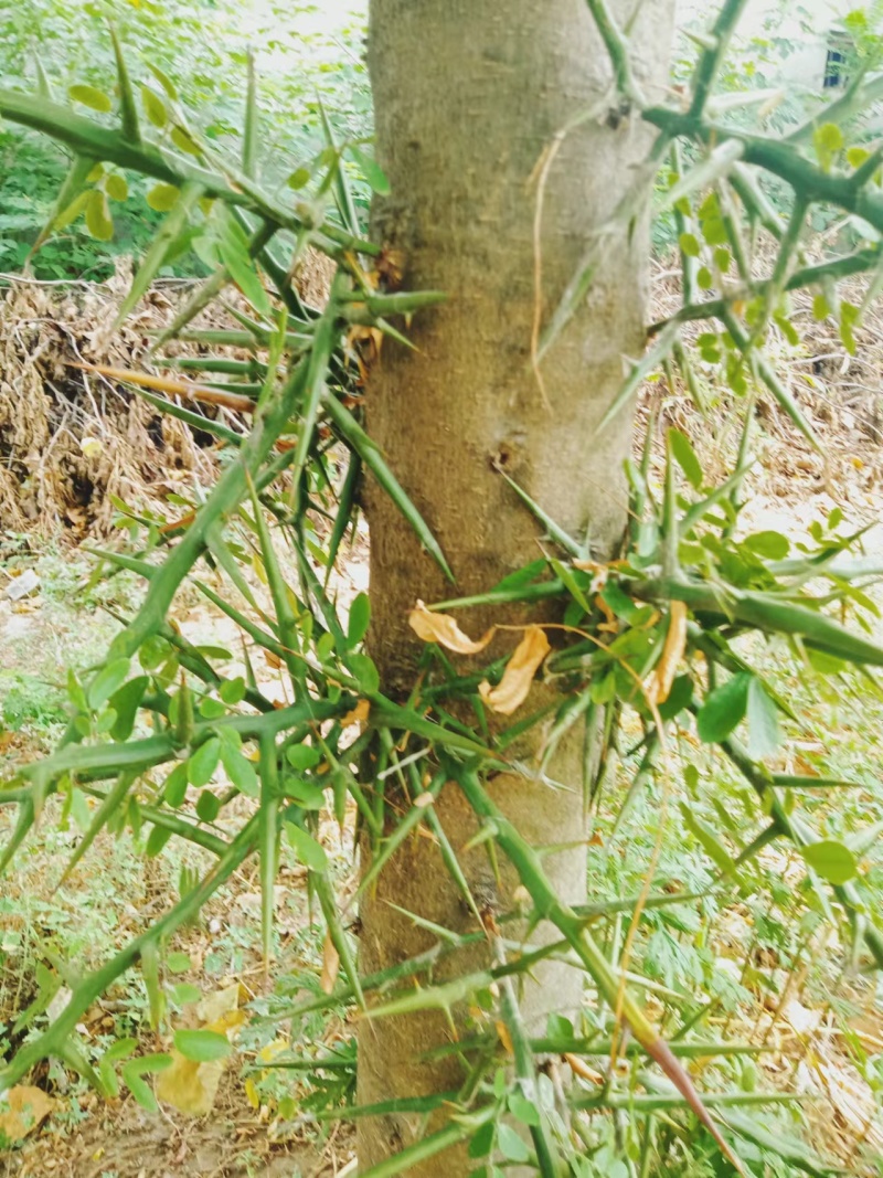 10年皂角树退林还耕处理处理
