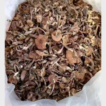长白山大山里的蘑菇，榛蘑，质量不错，售后无忧