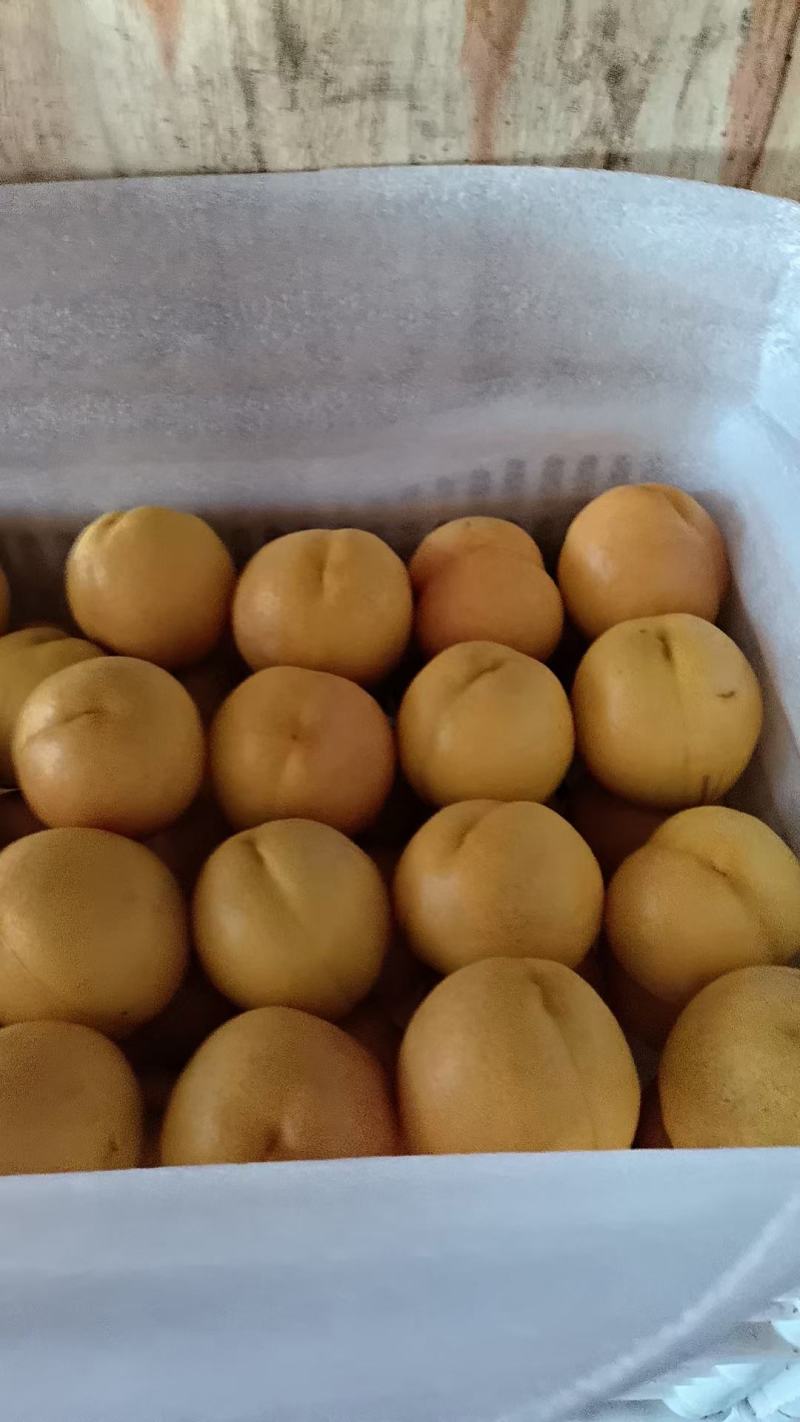 各种桃子大量上车有需要的客商滴滴联系我