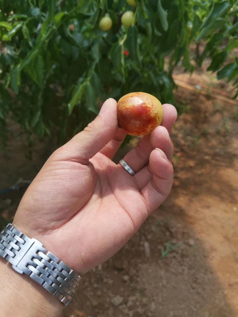 大荔冬枣