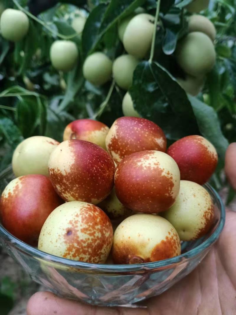 大荔冬枣