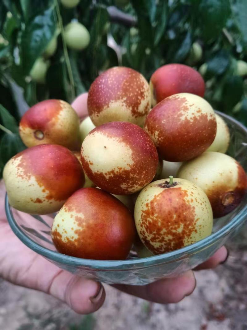 大荔冬枣