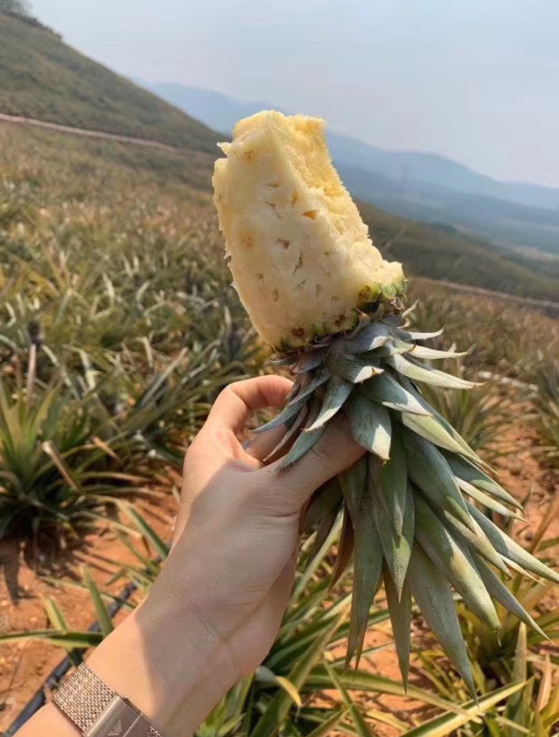 广东菠萝大量上市自产自销诚信经营有意者可来电