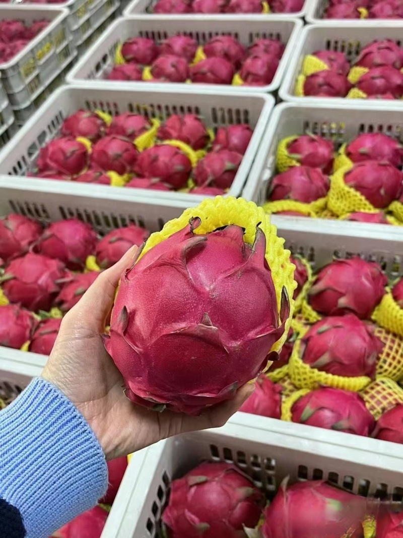 《实力》广西火龙果金都一号火龙果皮薄肉红随行就市
