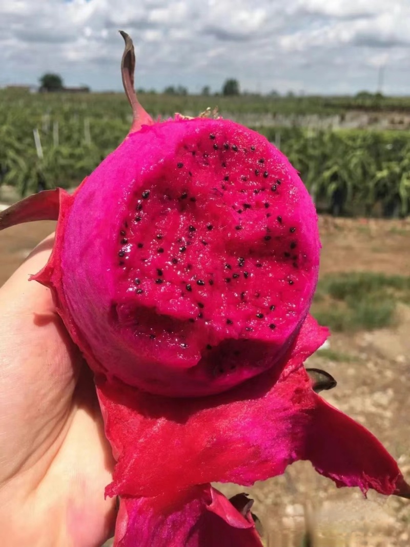 金都一号广西火龙果红心火龙果大量上市随行就市