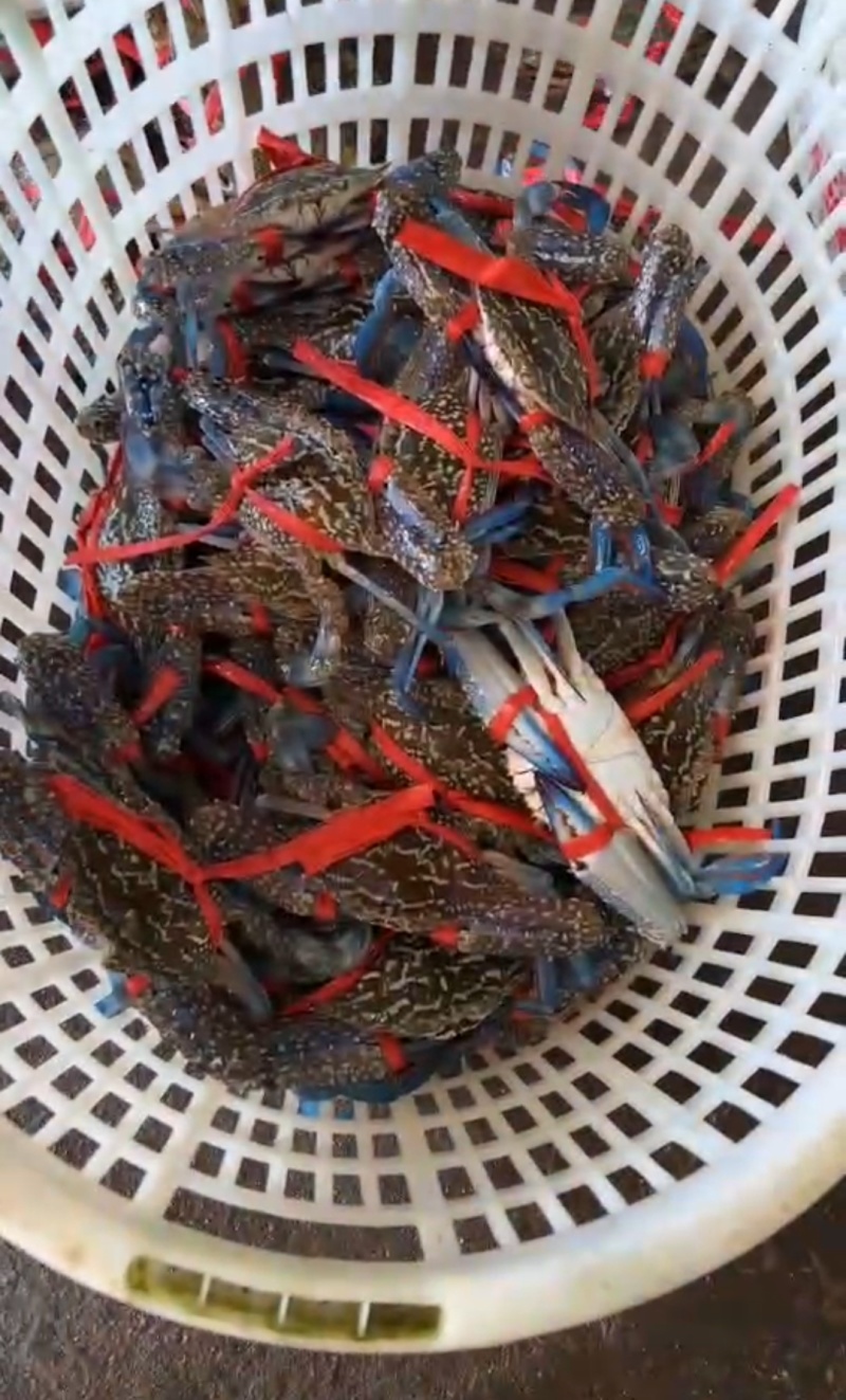 蓝花蟹