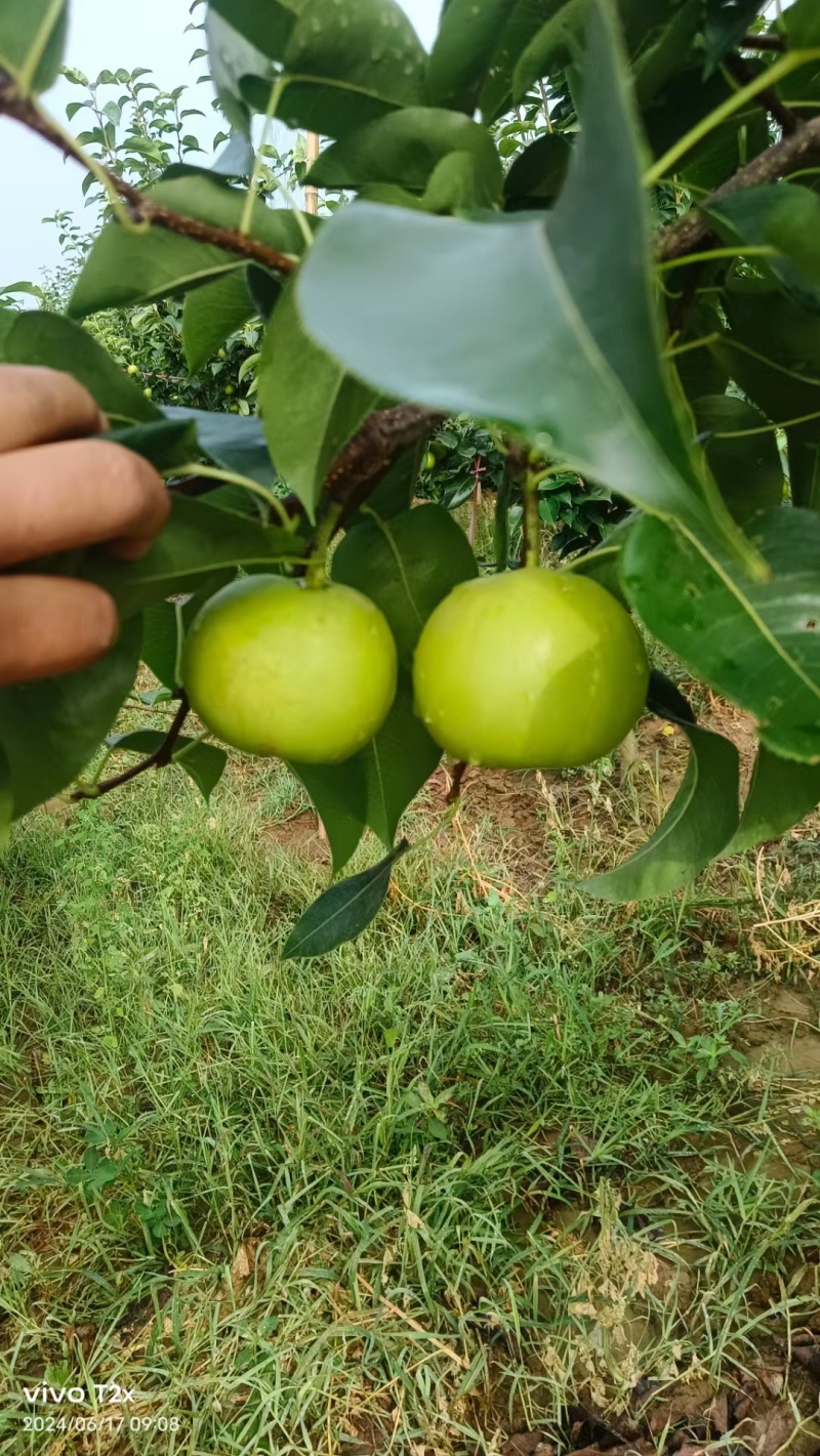 翠玉梨翠冠梨皇冠，浠水梨供应中