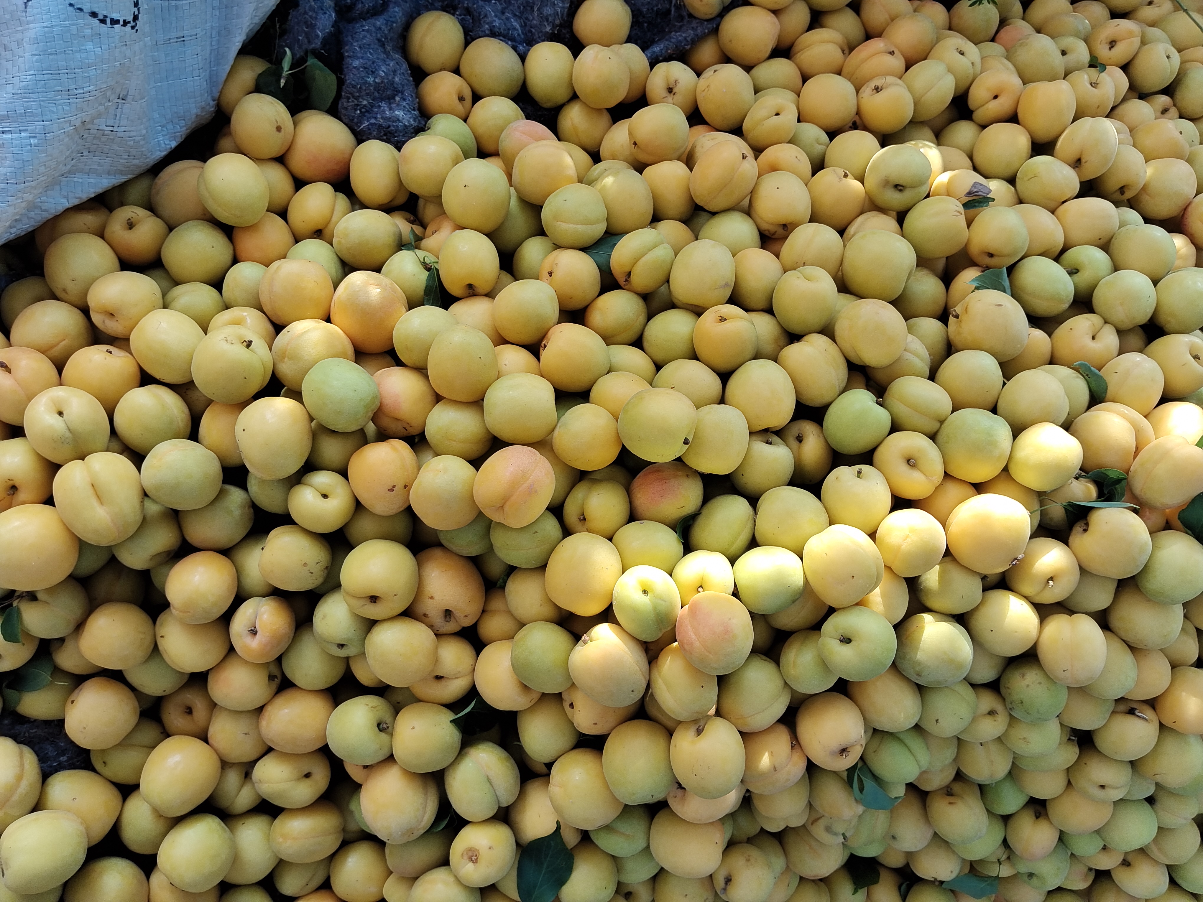 新鲜杏果实物图,展示成熟的黄色杏果 杏果实物图