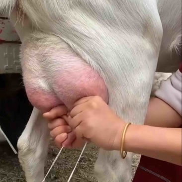 萨能奶山羊