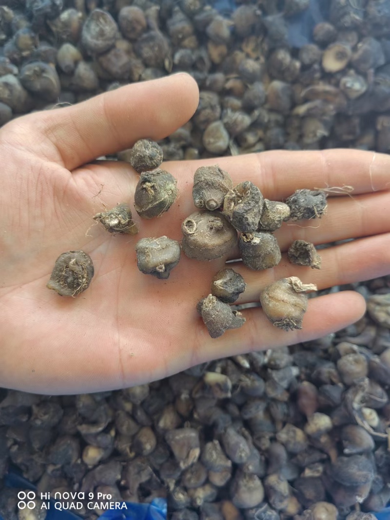 毛慈菇精品黑豆