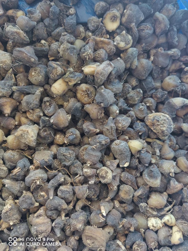 毛慈菇精品黑豆