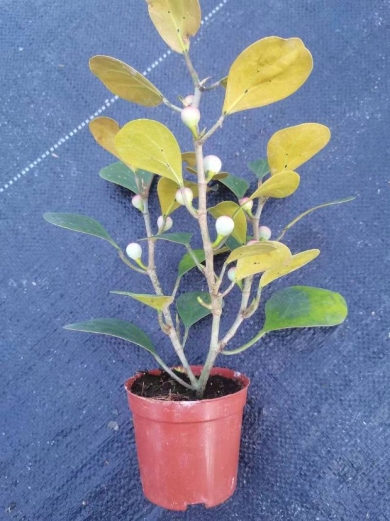 广佛山小盼菩提成品，精品货源，品质保证，欢迎各地老板来电