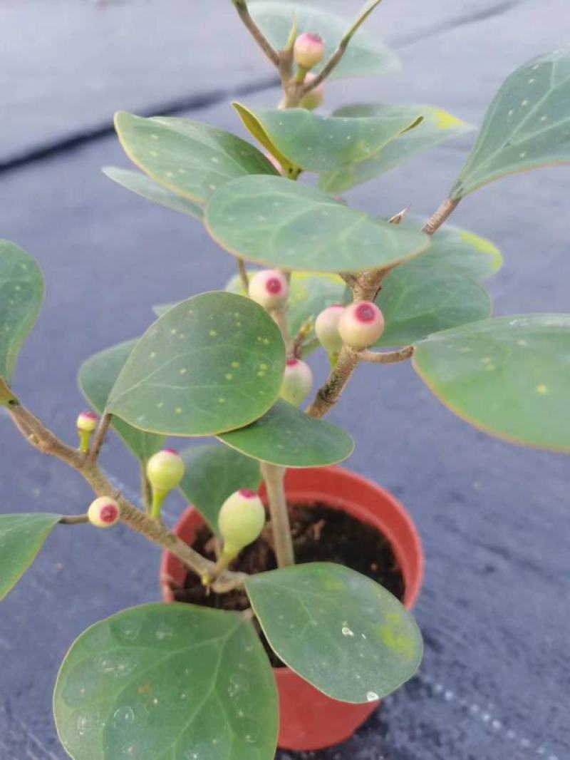 广佛山小盼菩提成品，精品货源，品质保证，欢迎各地老板来电