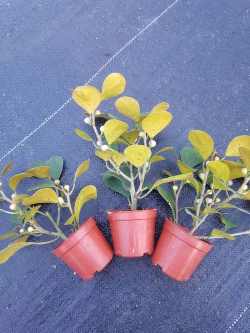 广佛山小盼菩提成品，精品货源，品质保证，欢迎各地老板来电