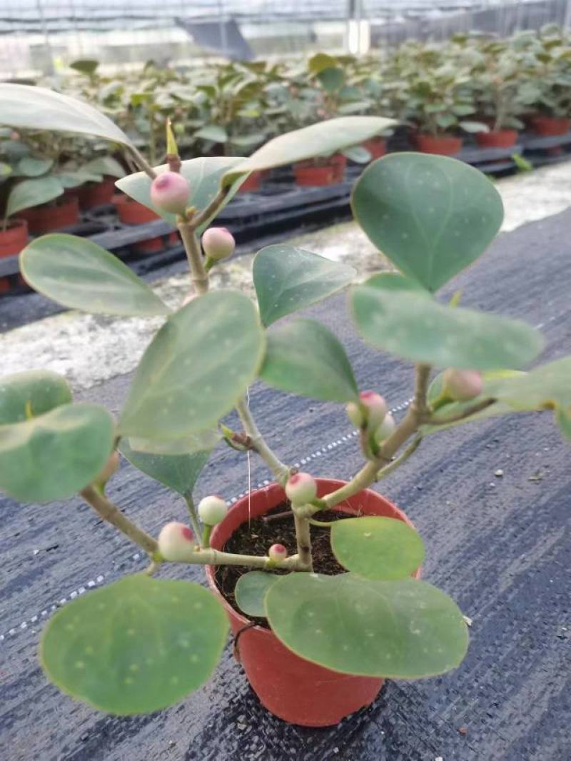 广佛山小盼菩提成品，精品货源，品质保证，欢迎各地老板来电
