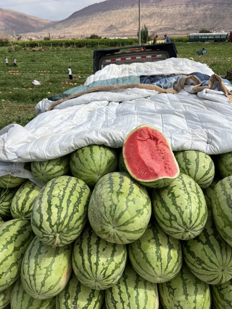 新疆双红金城口感脆甜爽口汁水多品相好一手货源