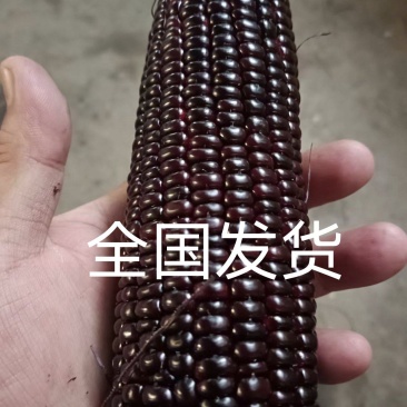 支持一件发货！！大量货源，山东精品黑甜糯，超市电商市场