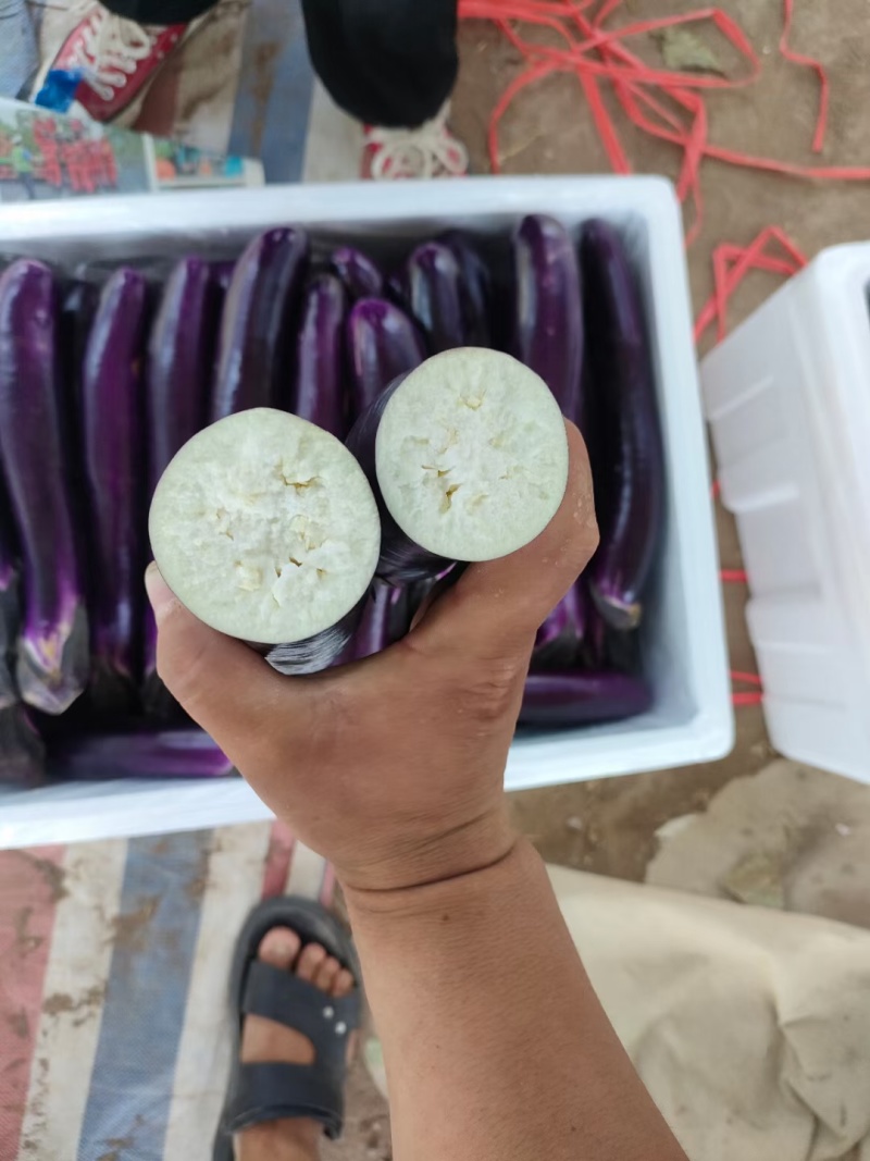蔬菜基地精品紫长茄大量供应，欢迎各大商超订购！