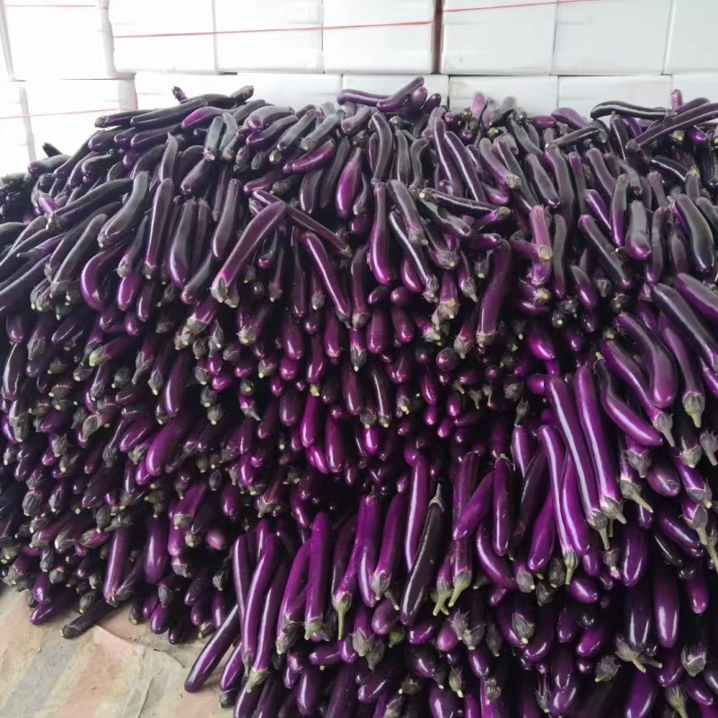 蔬菜基地精品紫长茄大量供应，欢迎各大商超订购！