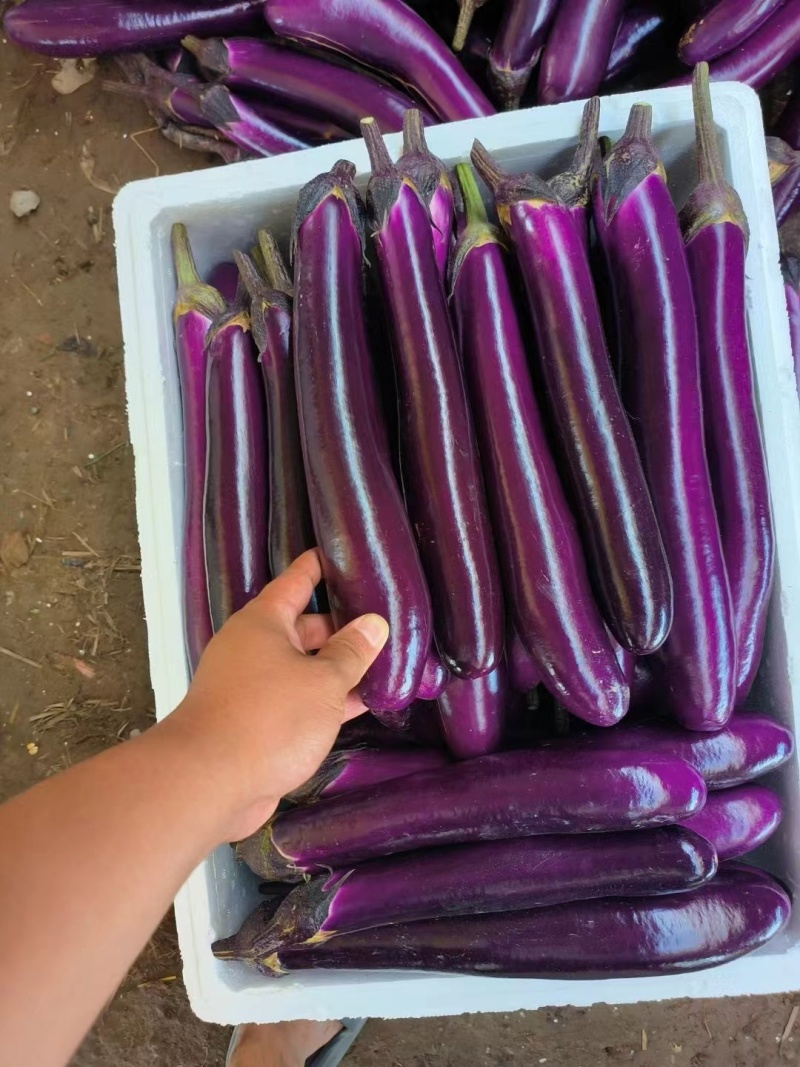 蔬菜基地精品紫长茄大量供应，欢迎各大商超订购！