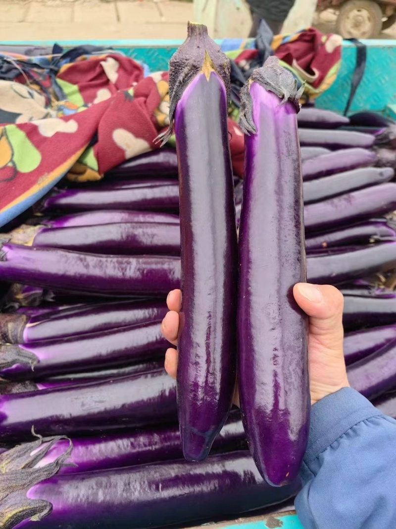 蔬菜基地精品紫长茄大量供应，欢迎各大商超订购！