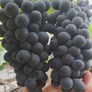 大棚无籽巨峰