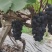 大棚无籽巨峰