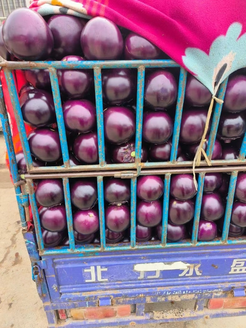河南本土精品紫光圆茄大量供应，一手货源，欢迎前来订购！