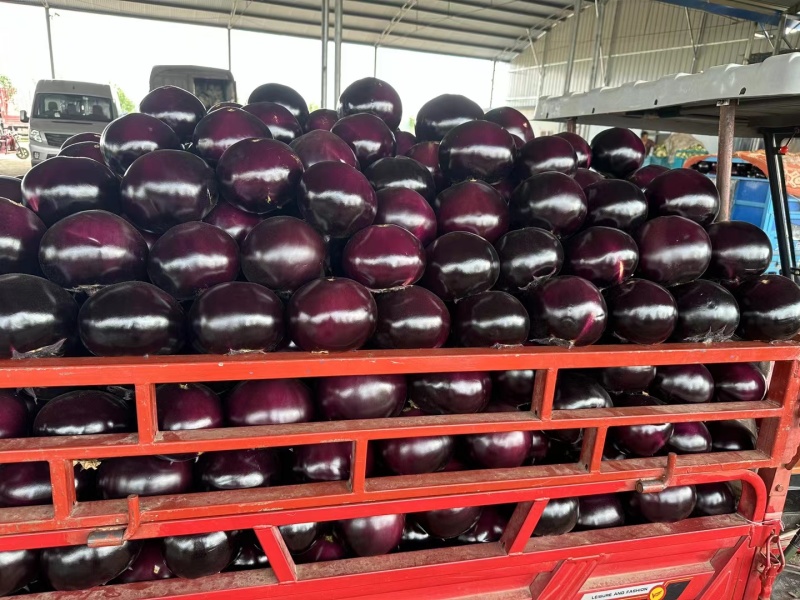 河南本土精品紫光圆茄大量供应，一手货源，欢迎前来订购！