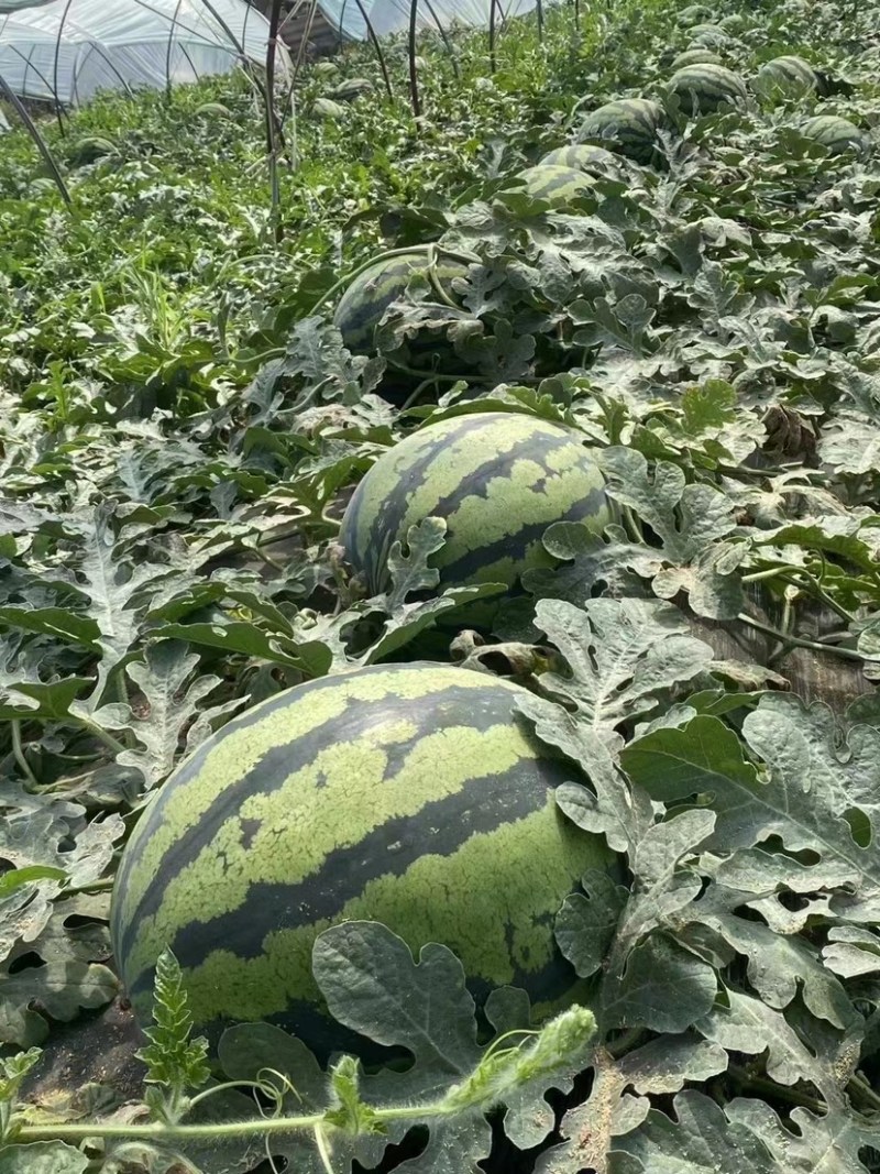 大棚甜王西瓜/包熟包甜一手货源/价格优惠/欢迎订购