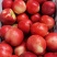 湖北金蕾油桃曙光中油桃大量上市了万亩基地品种多样保质保量