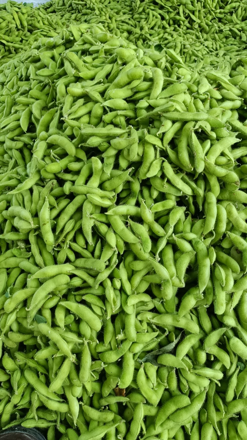翠绿宝，大青豆