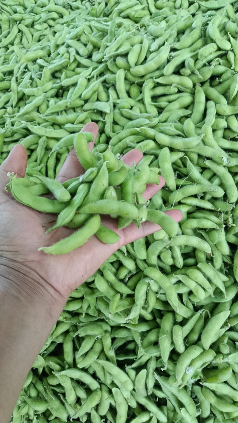 翠绿宝，大青豆