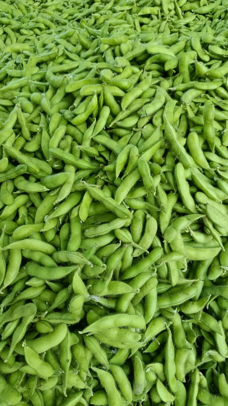 翠绿宝，大青豆