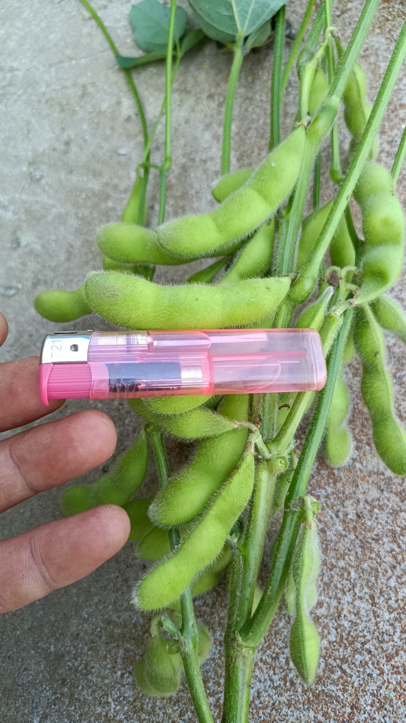 翠绿宝，大青豆