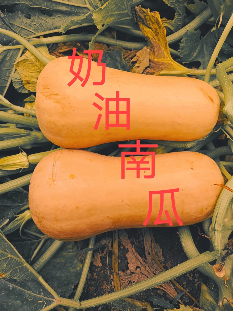 【奶油南枕头南瓜】干面甜产地直供，日供30吨全国发货现货